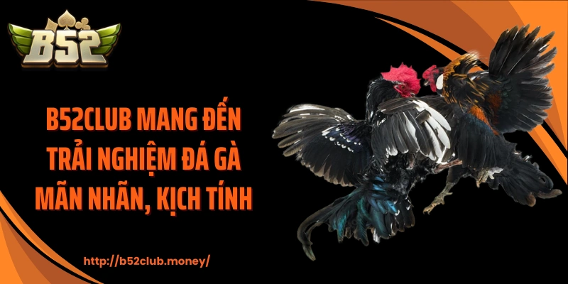 B52CLUB mang đến trải nghiệm đá gà mãn nhãn, kịch tính